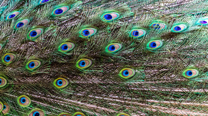 Obraz premium peacock with feathers
