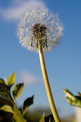 Fototapeta premium A single dandelion is ready to get blown by the wind and have its seed fly all around to spread more dandelions.