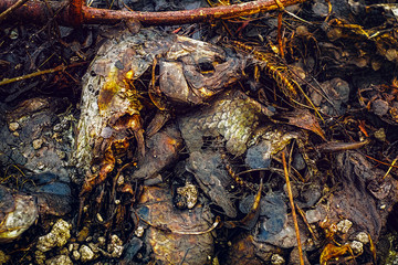 Dead fish in decomposition