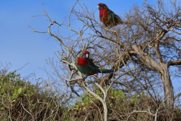 crimson rosella