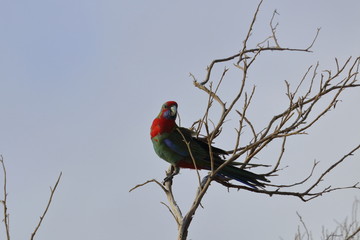 crimson rosella