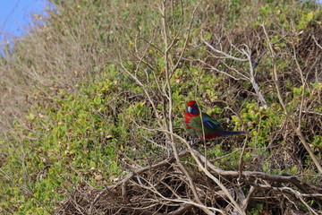 crimson rosella