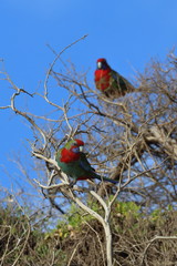 crimson rosella