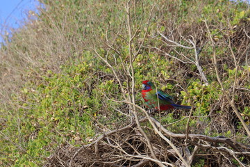 crimson rosella