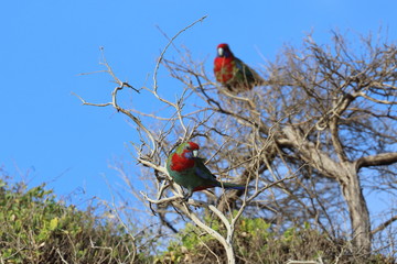 crimson rosella
