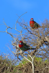 crimson rosella