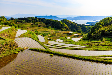 初夏の棚田