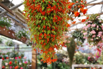 Fototapeta premium 温室で咲く満開の花