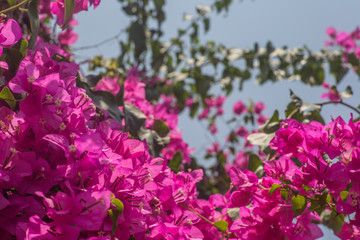 pink bougainvillea flowers in the garden
