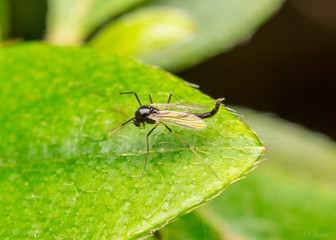 Mosquito!