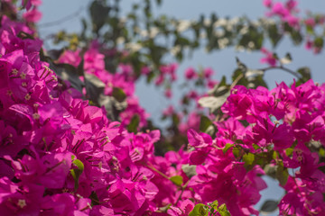 Pink bougainvillea flowers in the sun