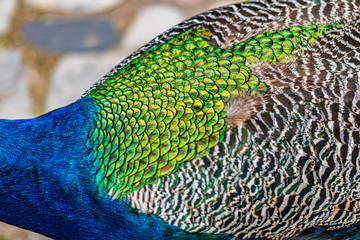 Fototapeta premium peacock in the park