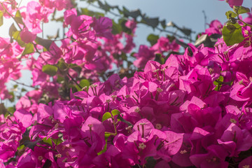 pink Bougainvillea flowers in the garden