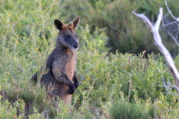 black wallaby