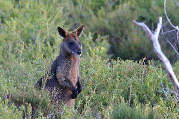 black wallaby