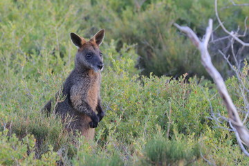 Naklejka premium black wallaby