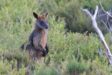 black wallaby