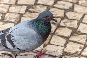 pigeon in the park