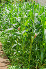 Fototapeta na wymiar Corn Crop