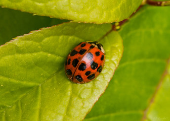 Fototapeta premium ladybug on a leaf