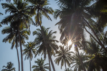 Sun shining though palm trees at a tropical location