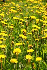dandelion flower seeds stock photo