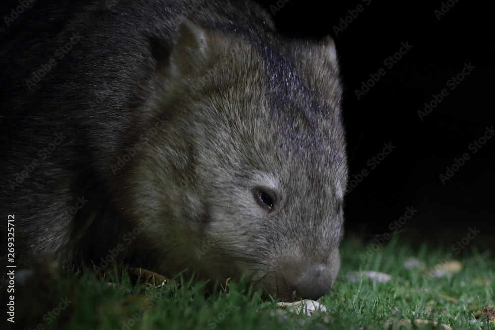 Canvas Prints wombat