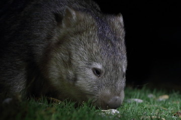 wombat