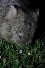 wombat