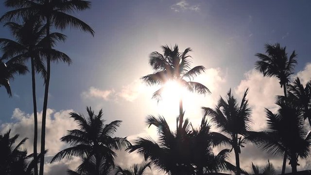 Exotic beach. Coconut palm trees against sunrise tropical sky with clouds. Summer holiday in the tropics.