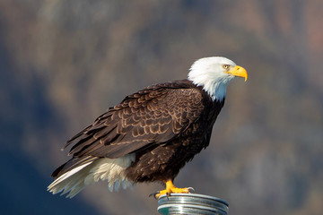 Bald Eagle in Seward Alaska United States