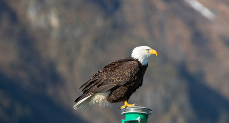 Bald Eagle on the Kenai Peninsula in Seward Alaska United States