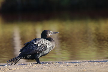 little cormorant