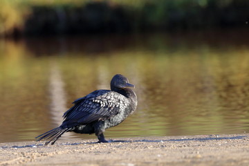 little cormorant