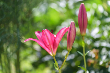 Lily. Flower of the opened pink Lily in the garden. Summer background.