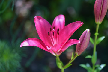 Lily. Flower of the opened pink Lily in the garden. Summer background. .