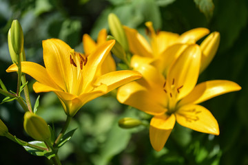 Lilies.  Yellow Lily flowers in the garden. Summer background