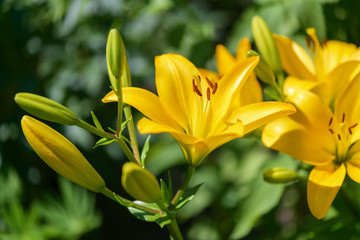 Fototapeta premium Lilies. Yellow Lily flowers in the garden. Summer background
