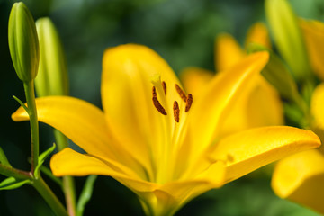 Flower yellow Lily closeup. Horizontal macro photography