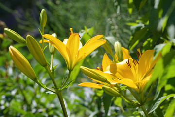 Lilies. Many flowers lilies yellow blossomed in the garden. Summer background.