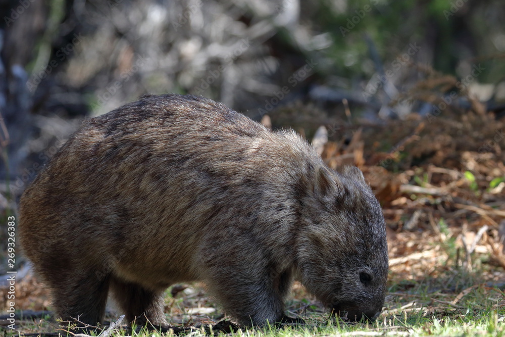 Poster wombat