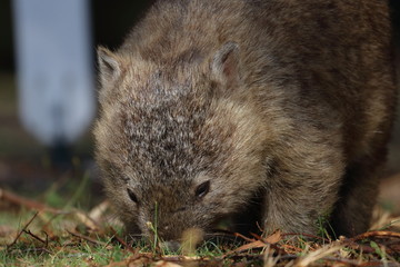 wombat