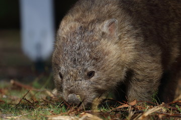 wombat