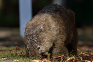 wombat