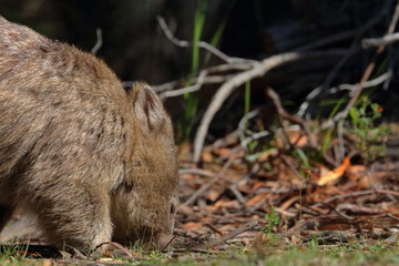 wombat