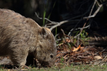 wombat