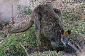 swamp wallaby