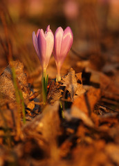 Purple spring two flower with green leaves and white stem and sun reflections in the meadow. Blooming crocus in grass a home garden.
