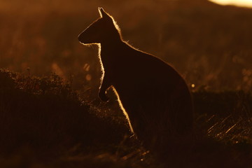 swamp wallaby