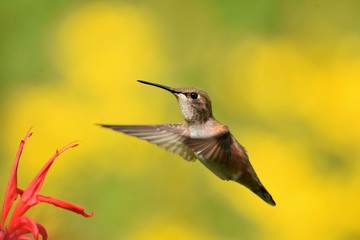 A Rufous Hummingbird flying in the air.  close-up Burnaby lake BC Canada
